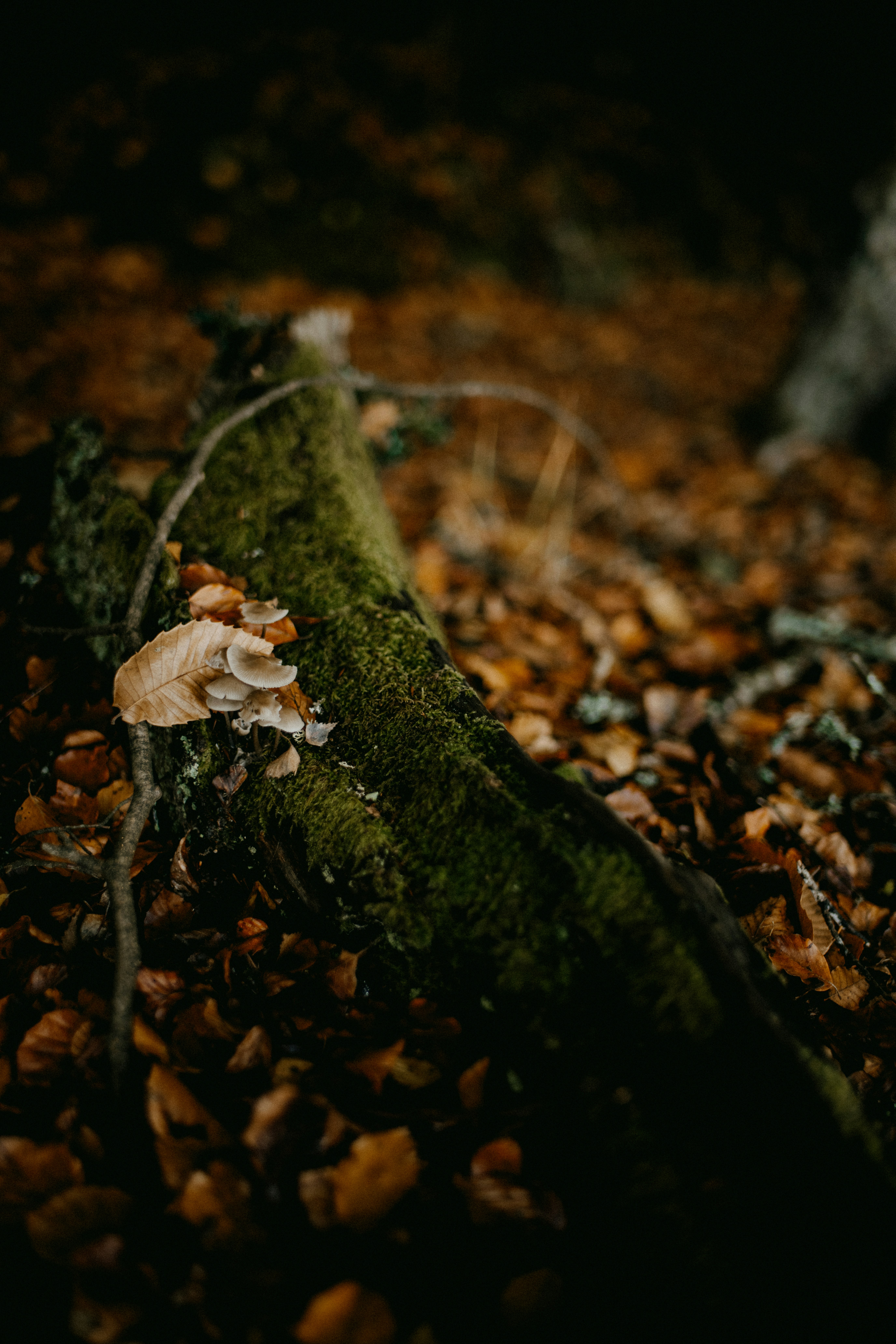 Photo by anniespratt