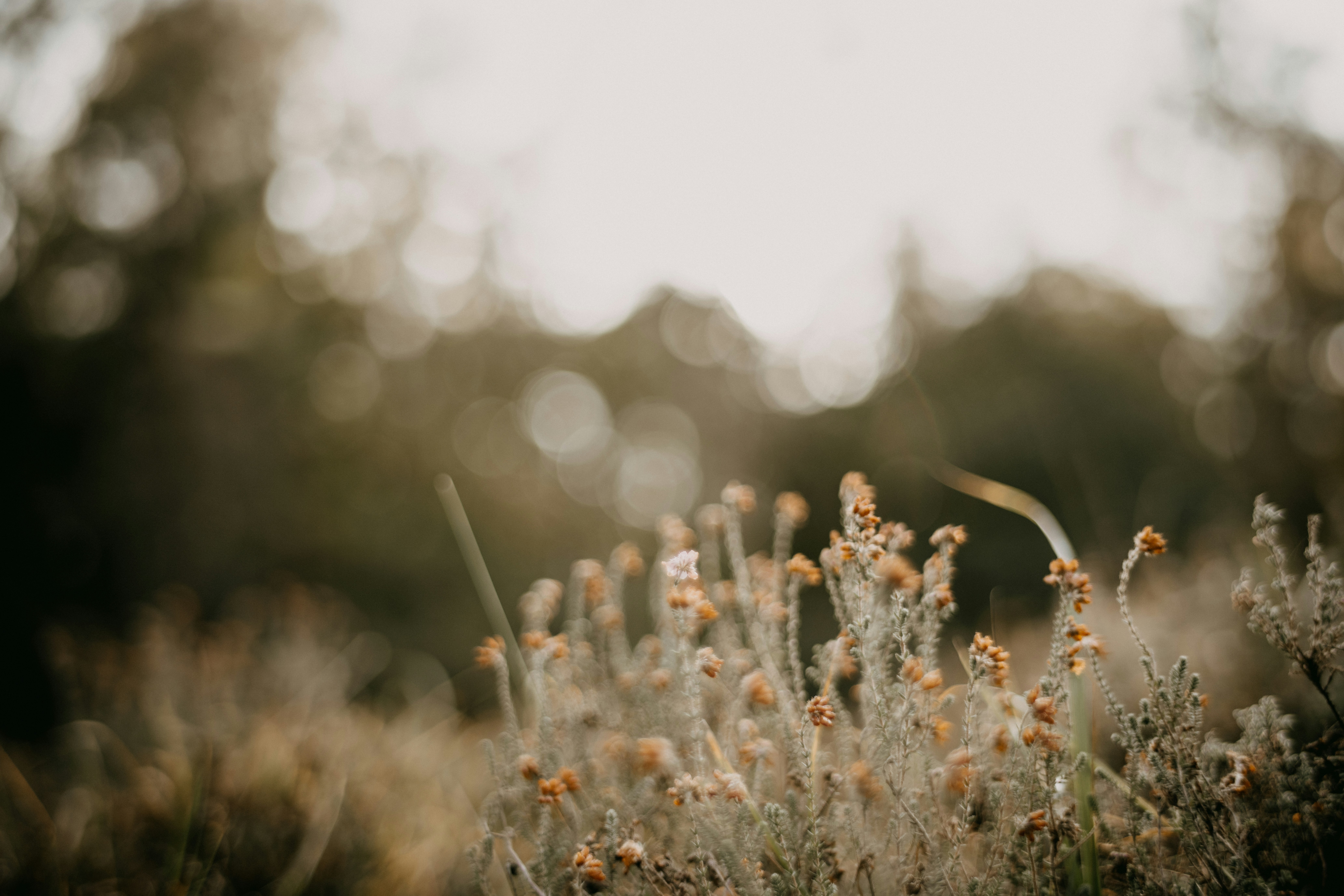 Photo by anniespratt