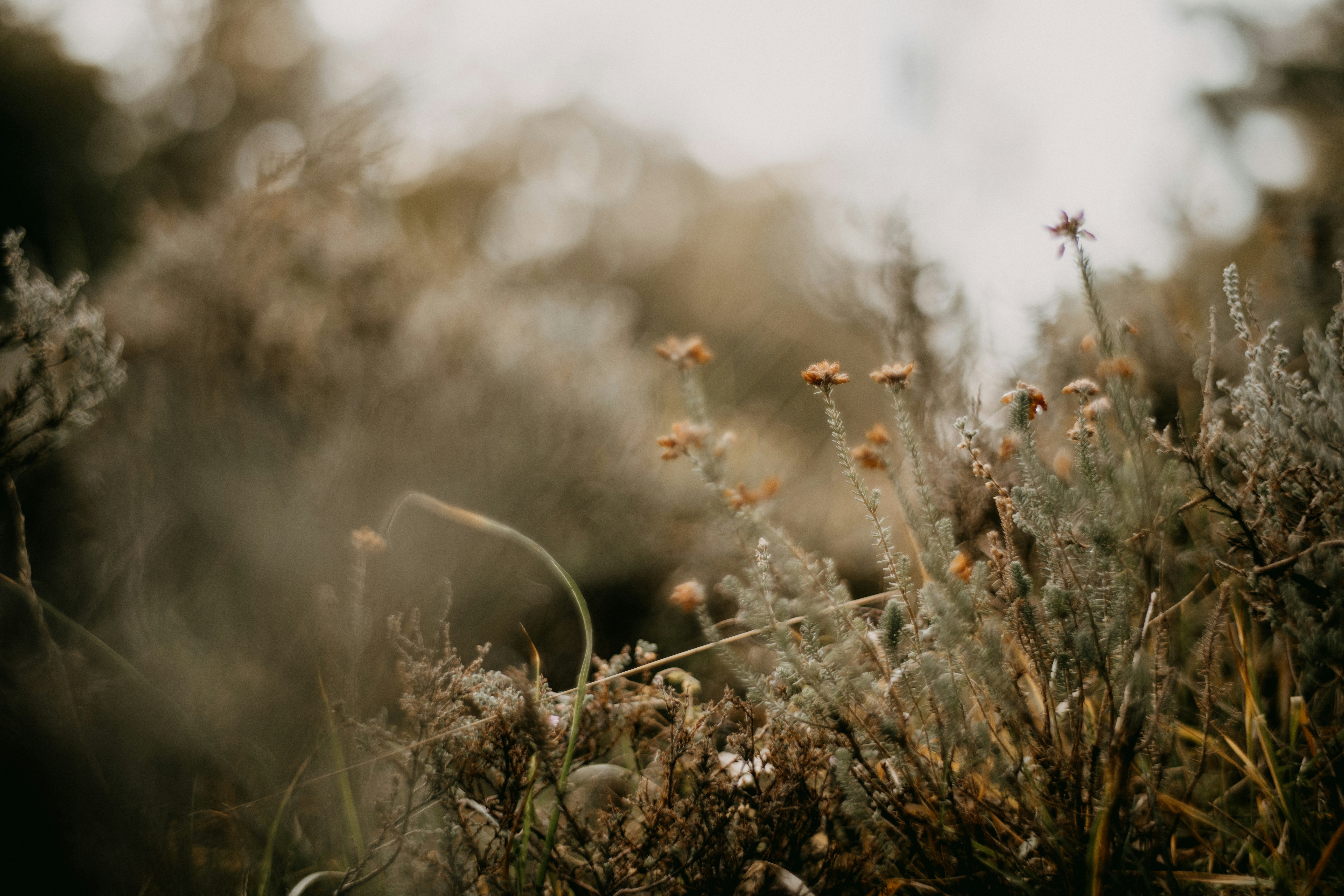 Photo by anniespratt