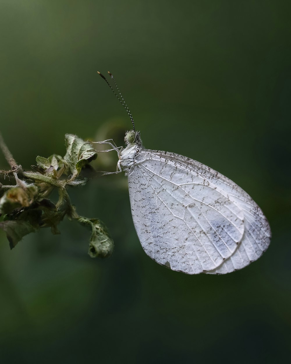 a white butterfly sitting on top of a leaf