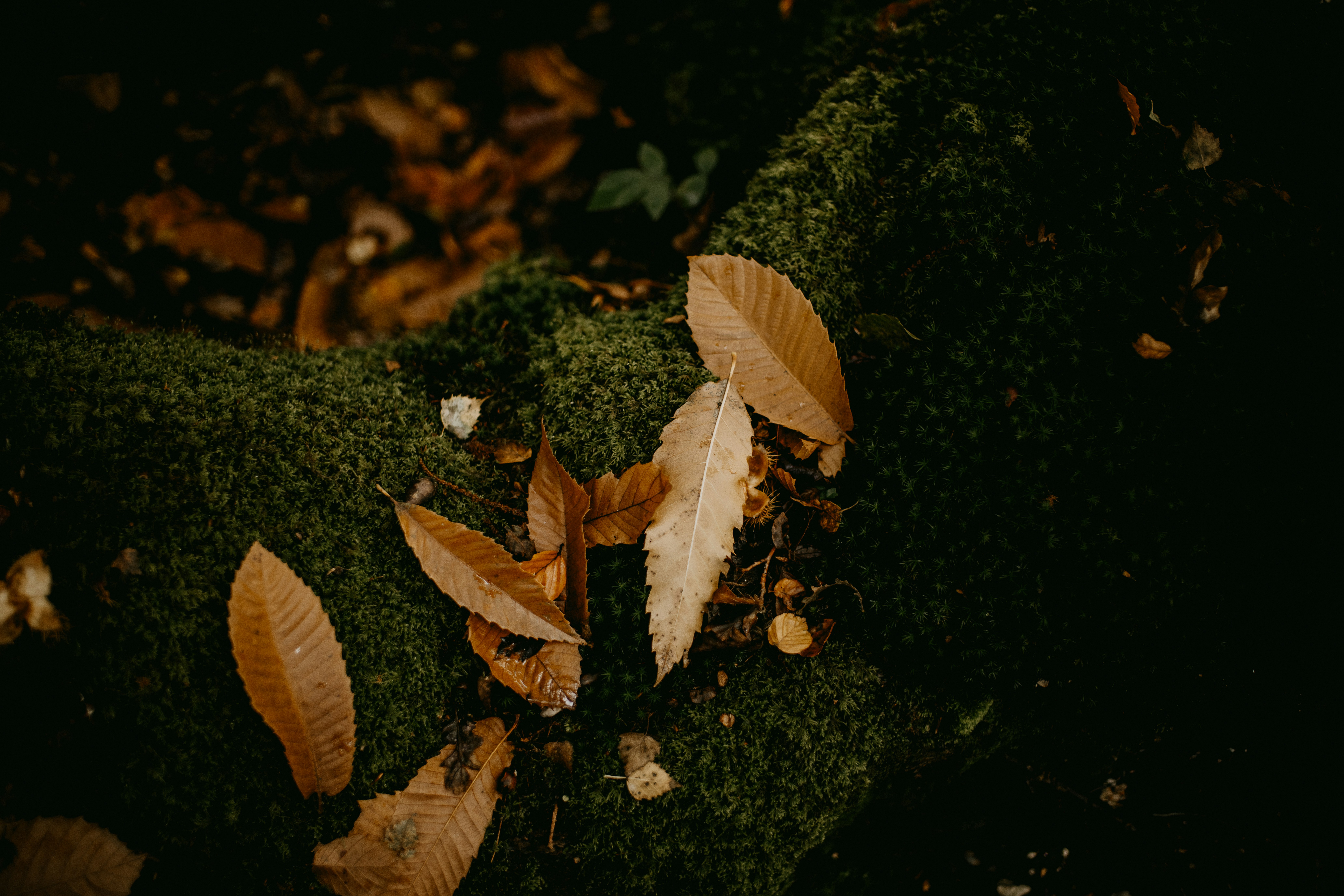 Photo by anniespratt