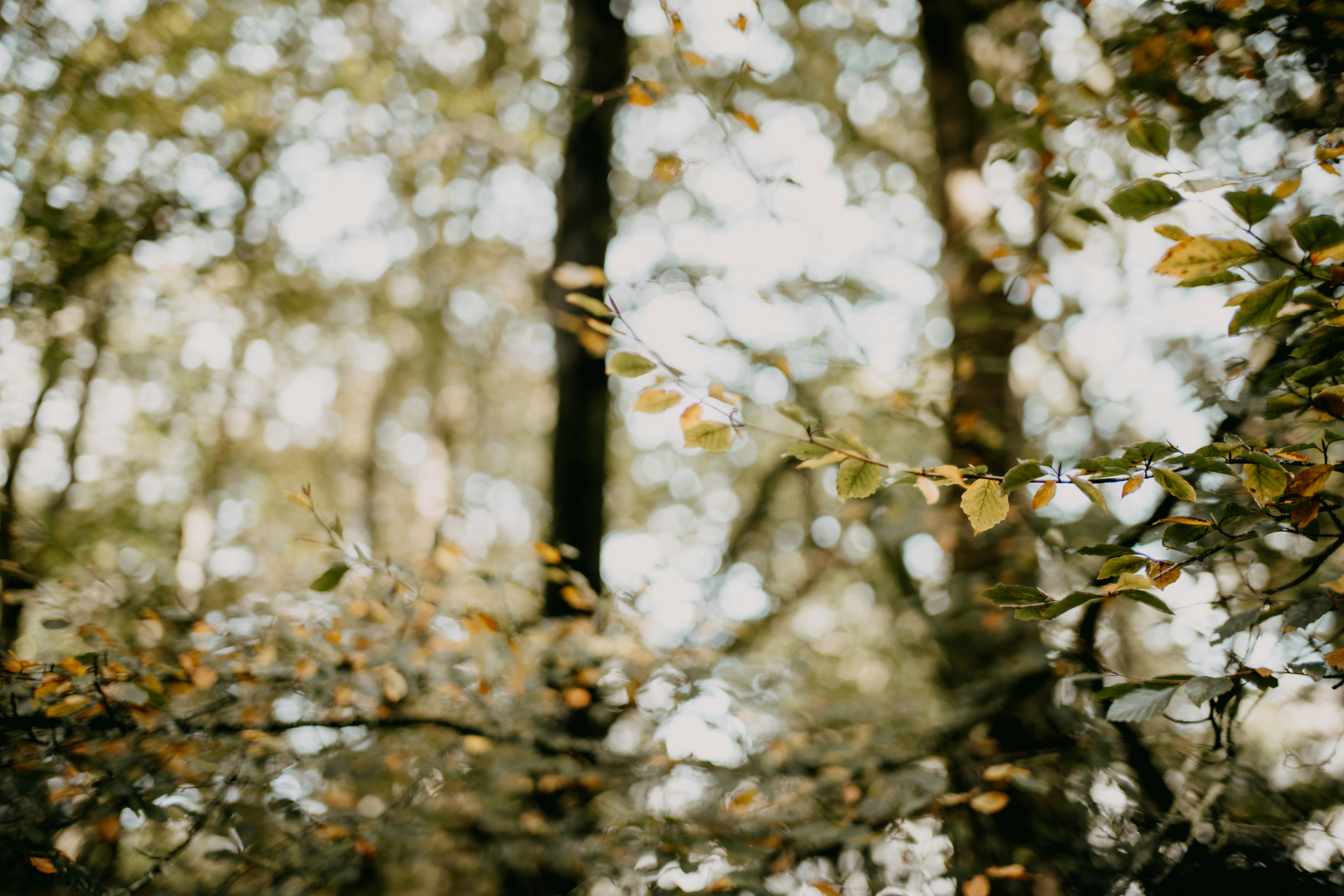 Photo by anniespratt