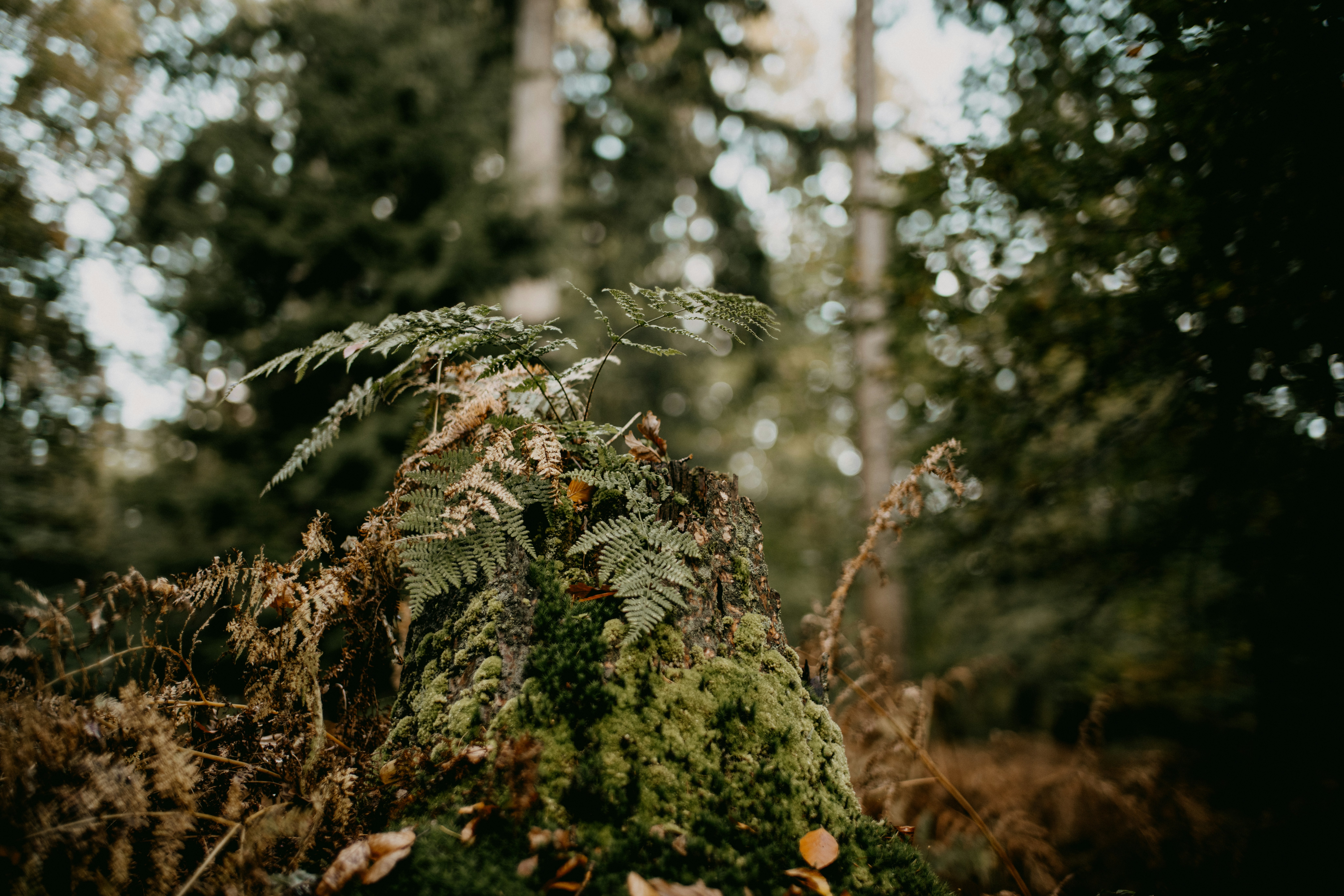 Photo by anniespratt