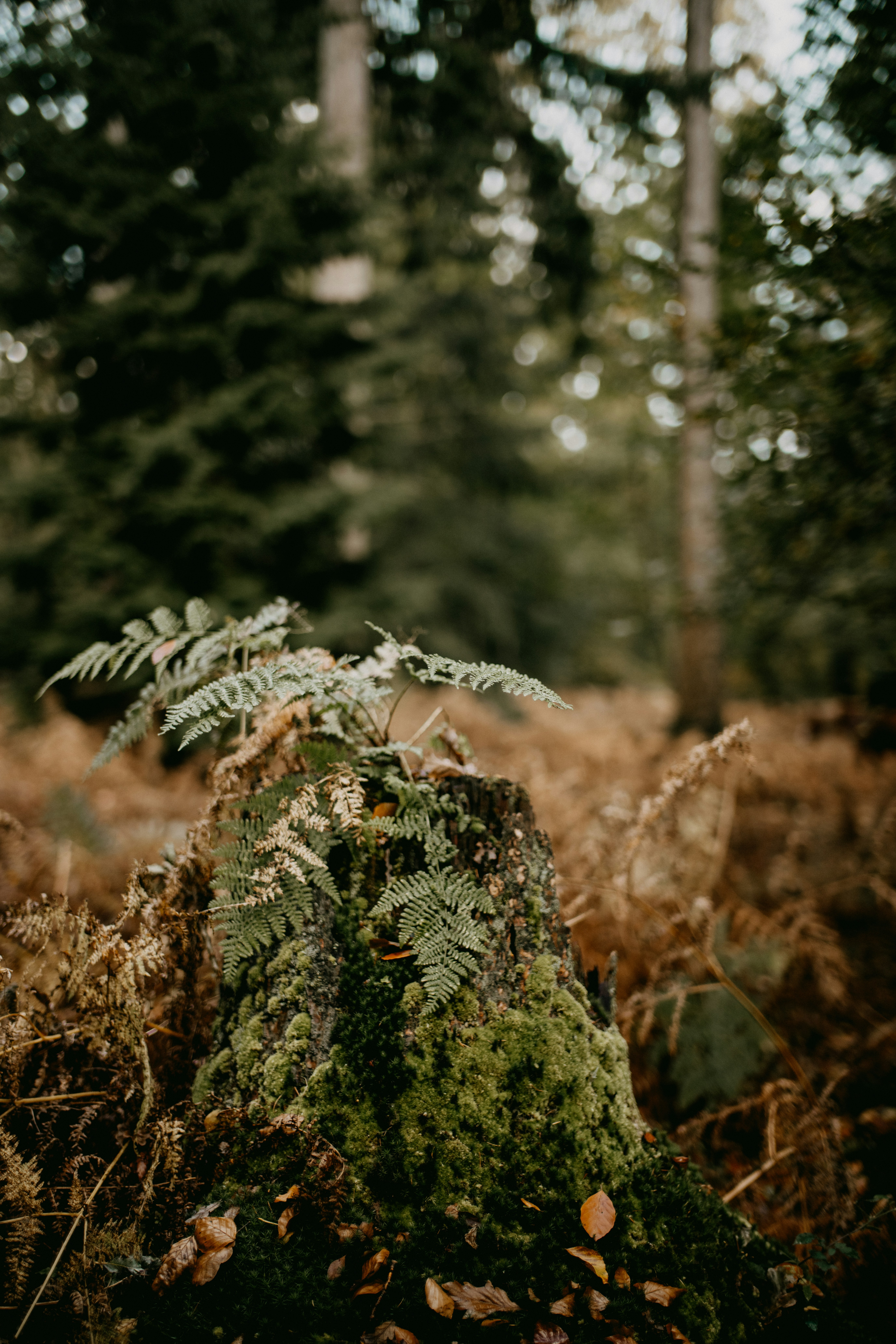 Photo by anniespratt