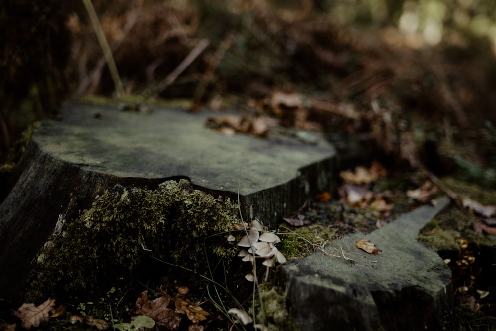 a wooden bench sitting in the middle of a forest