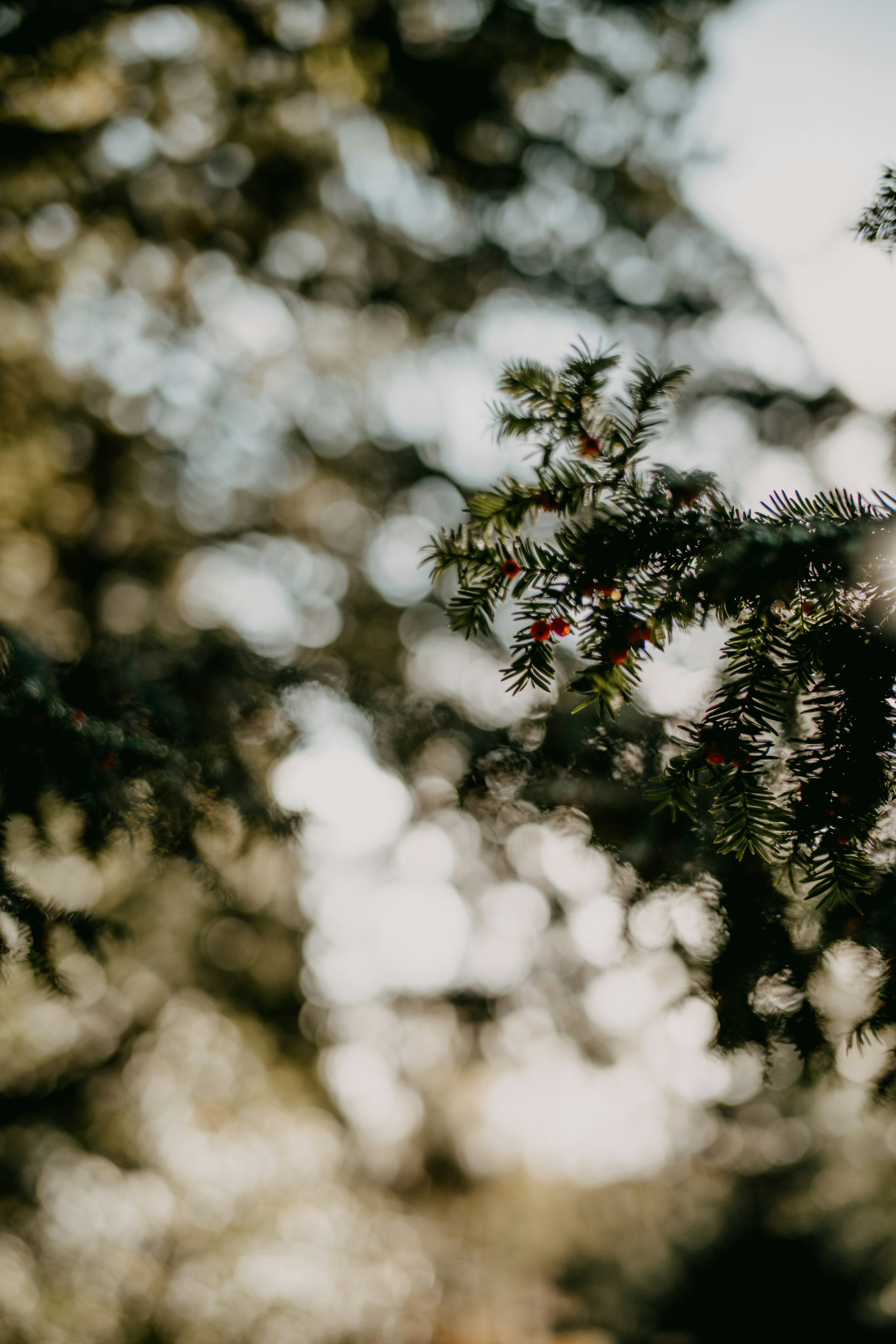 Photo by anniespratt