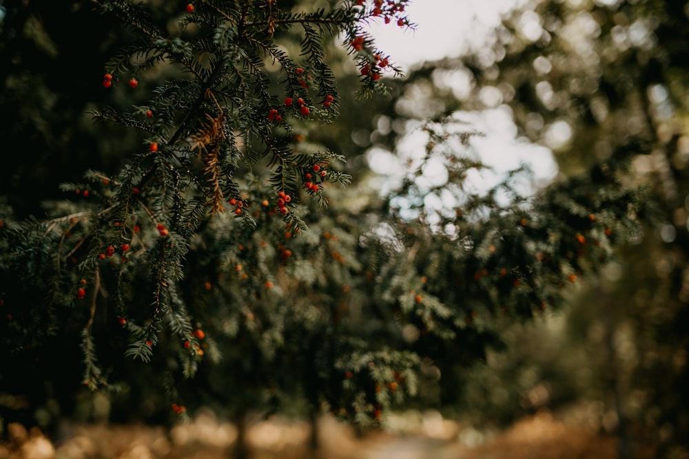 a tree filled with lots of red berries