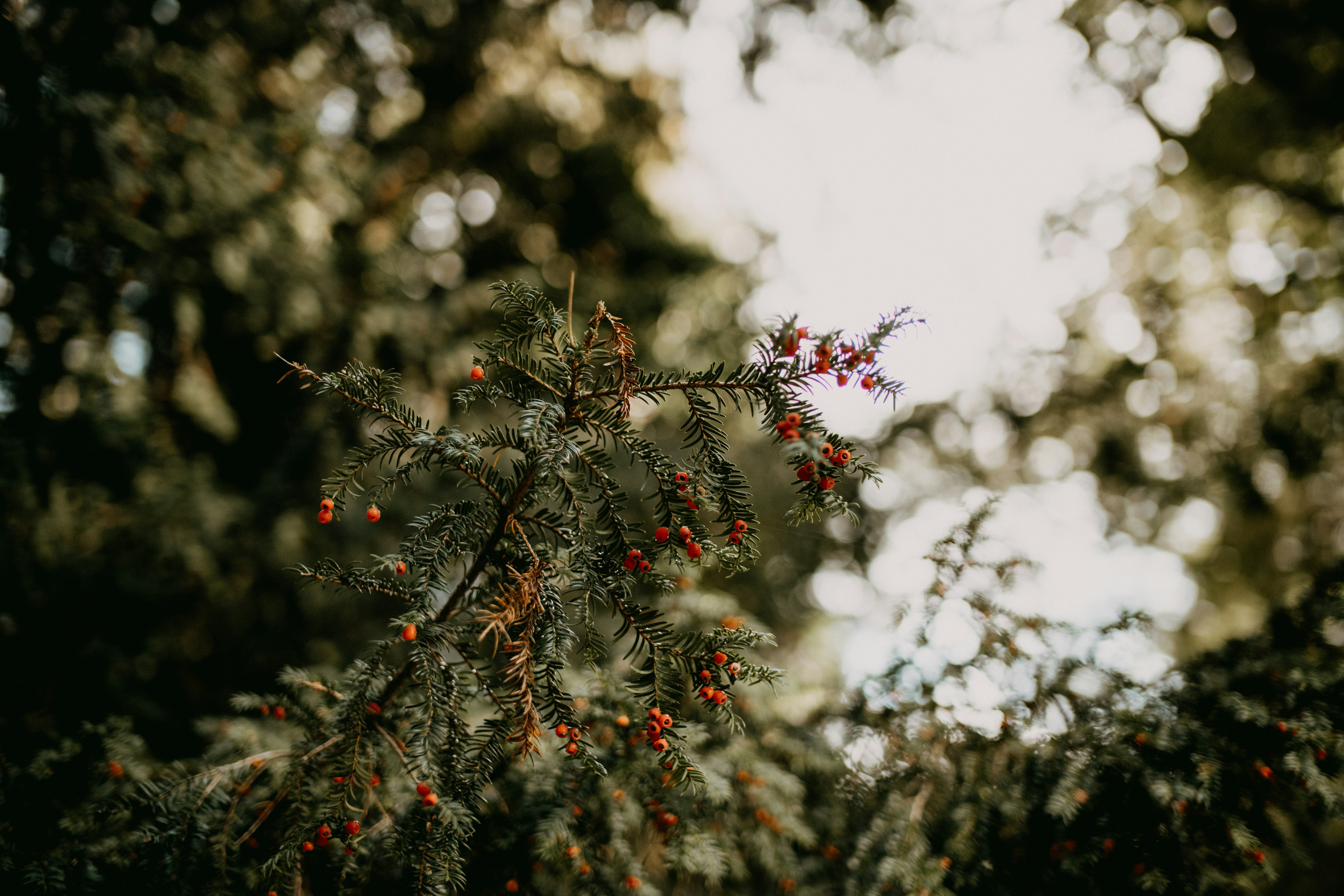 Photo by anniespratt