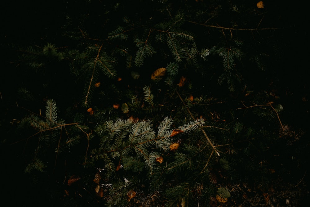 a dark picture of a pine tree at night