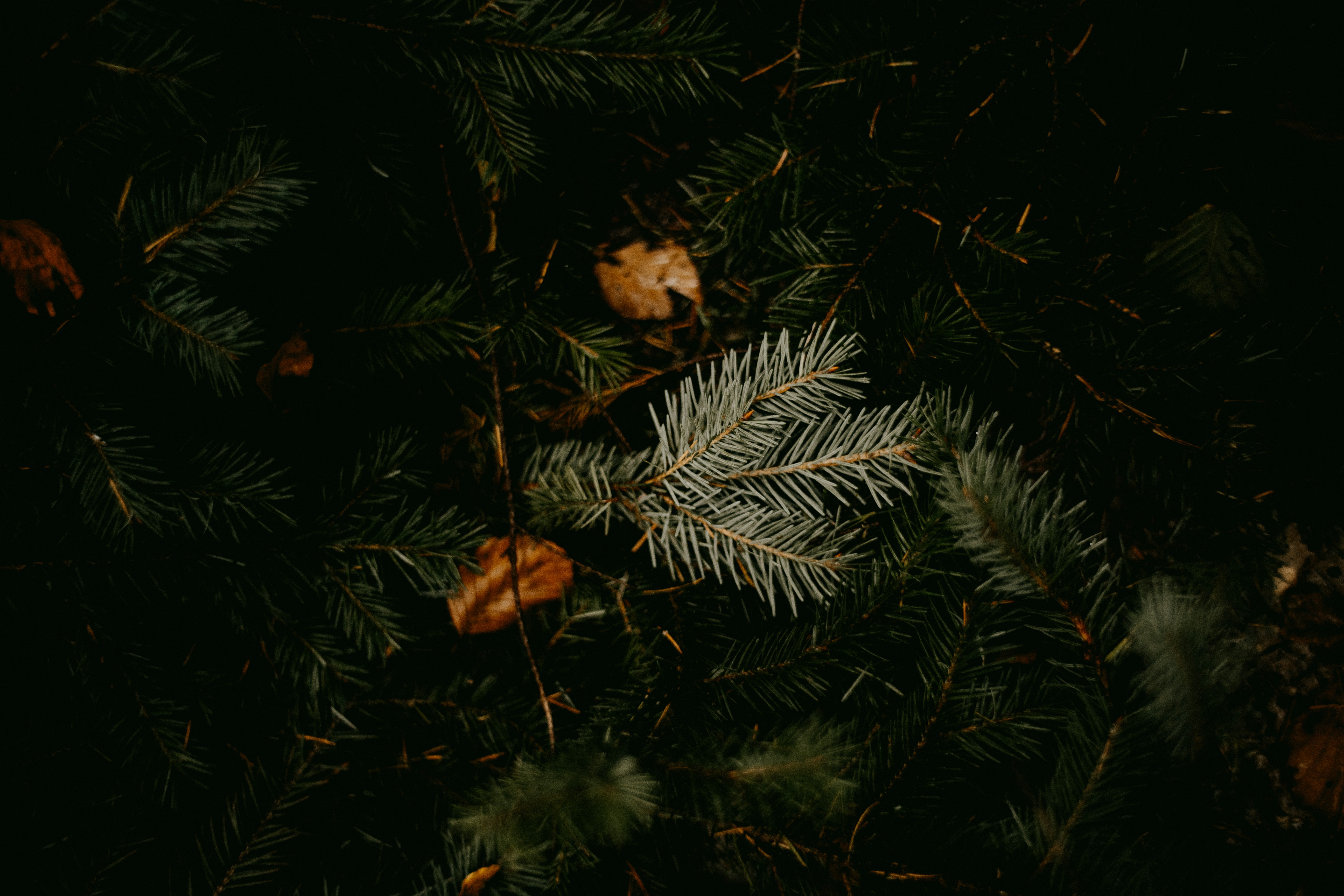 Photo by anniespratt