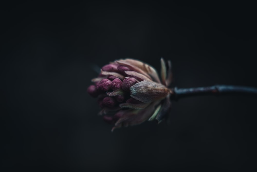 a close up of a flower on a stem