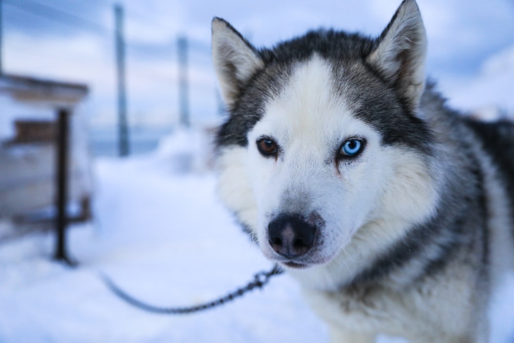 a close up of a dog on a leash in the snow