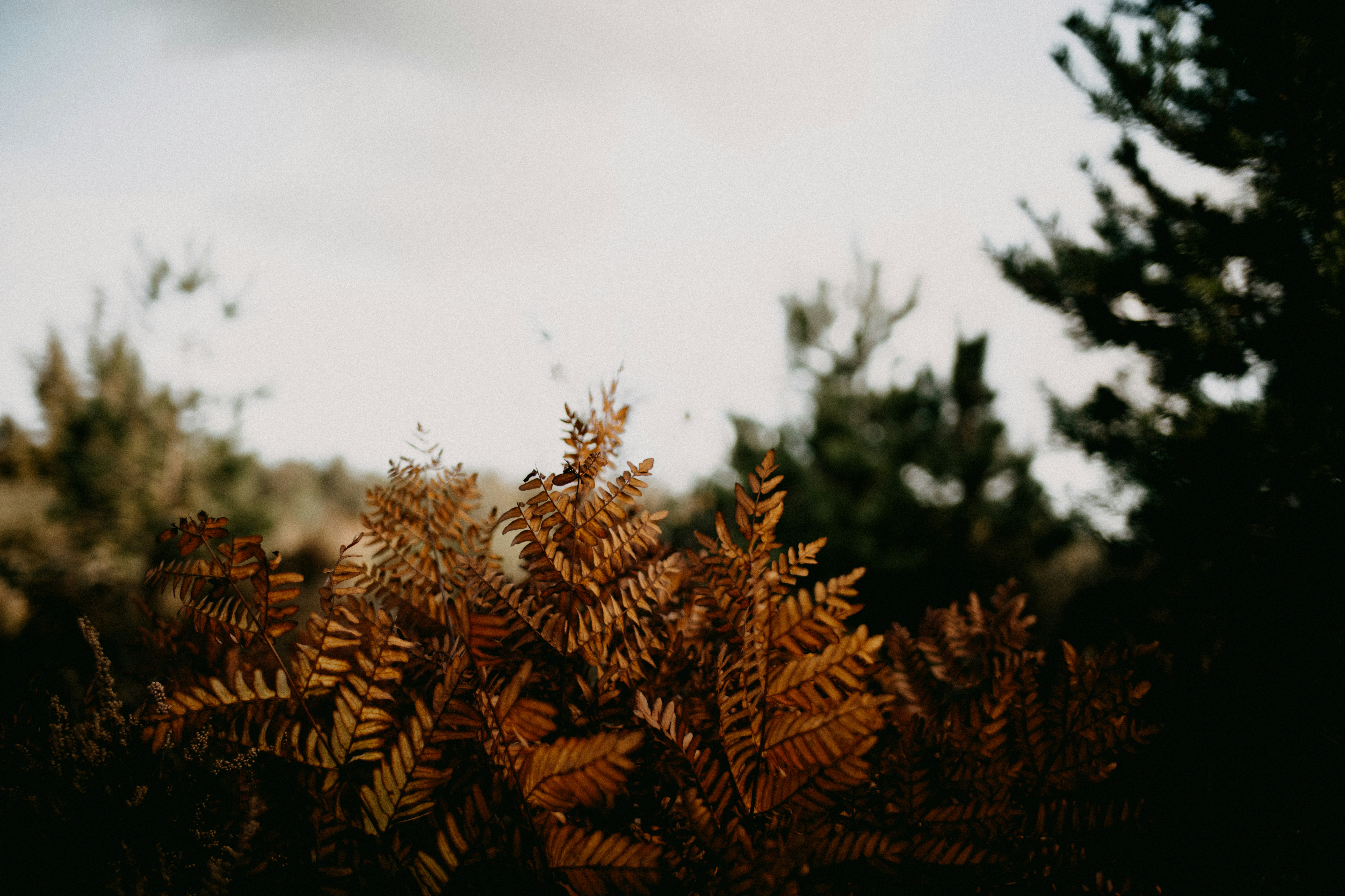 Photo by anniespratt