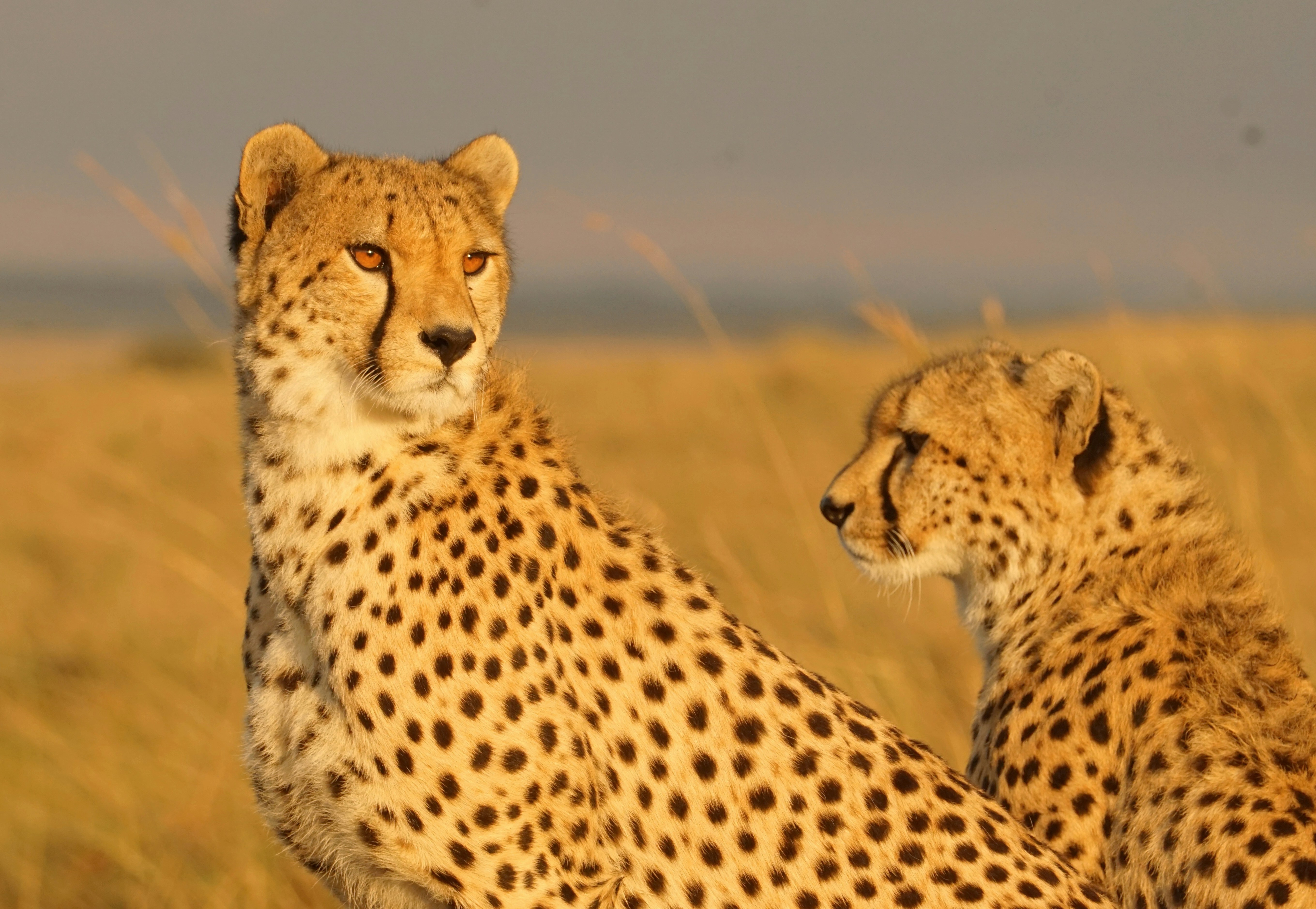Cheetahs: A Social Twist (image credits: unsplash)