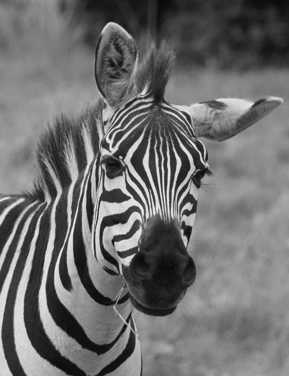 a black and white photo of a zebra