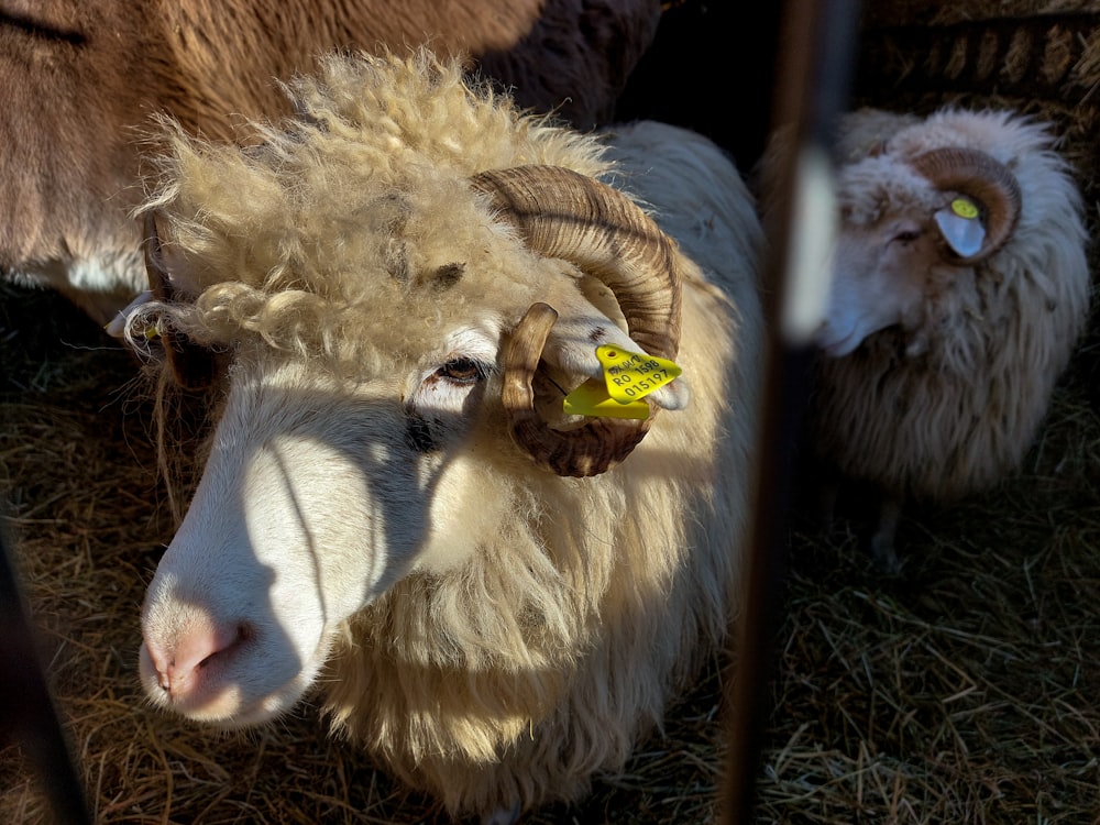 a sheep with a yellow tag in its ear