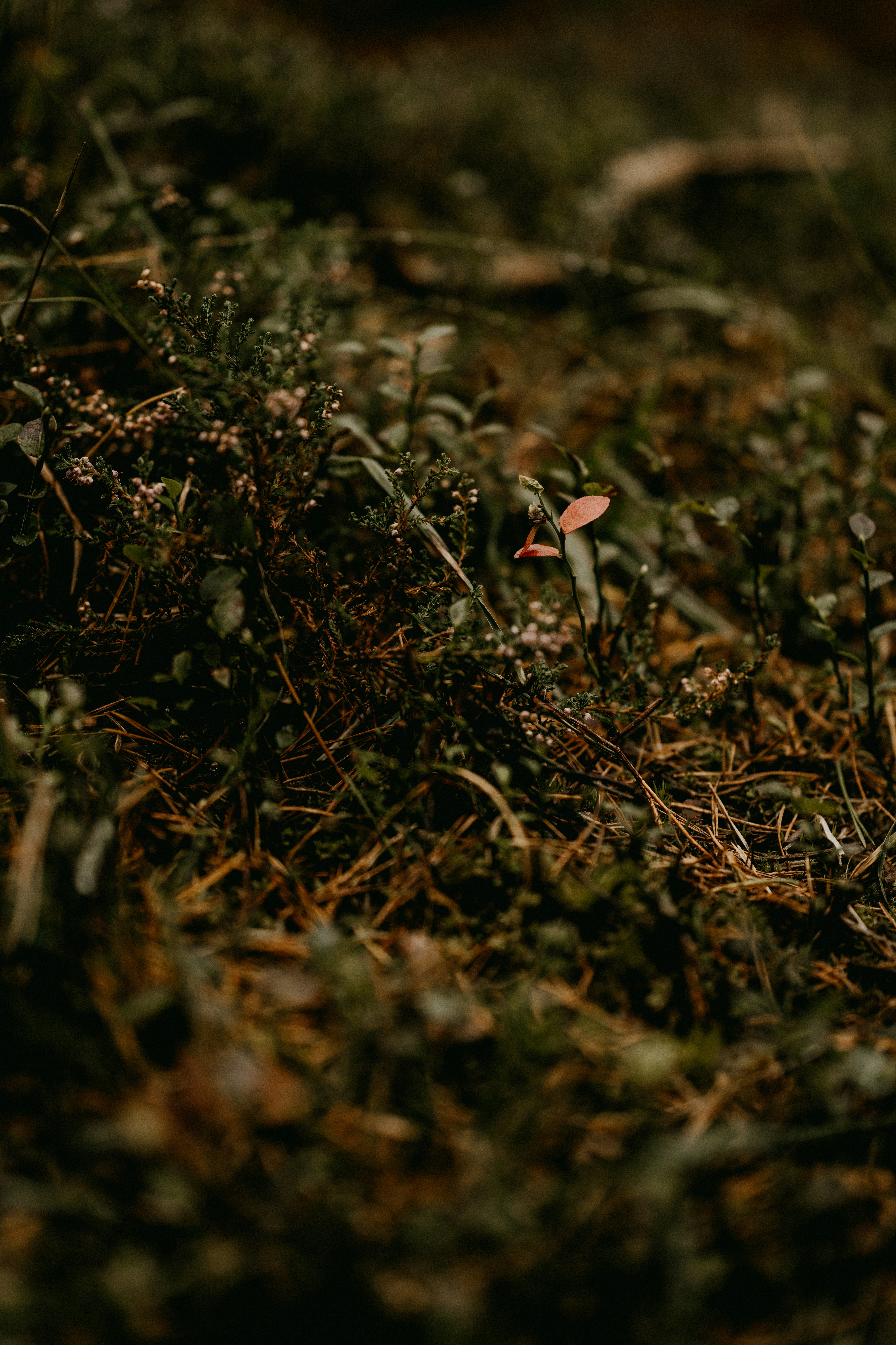 Photo by anniespratt