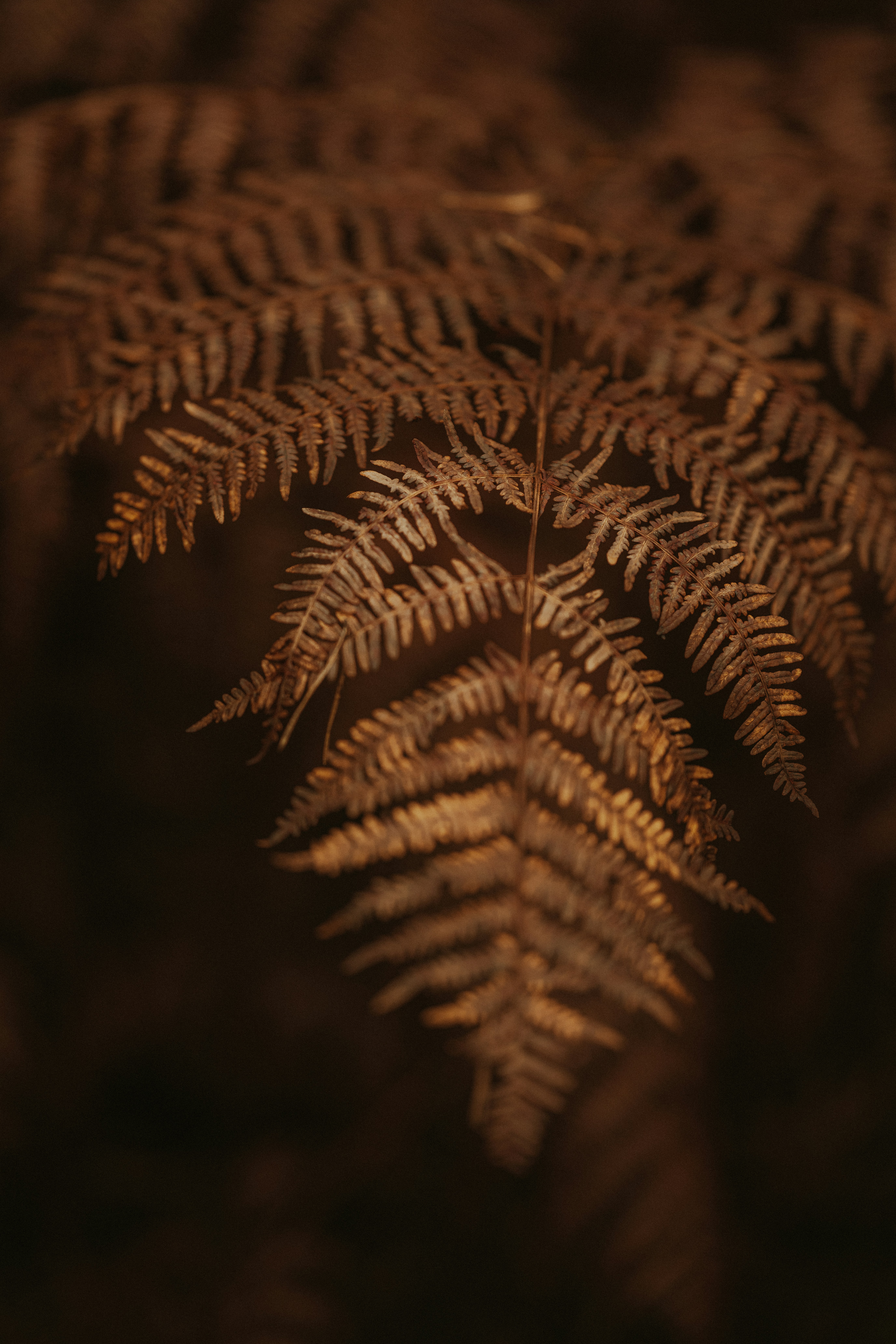 Photo by anniespratt