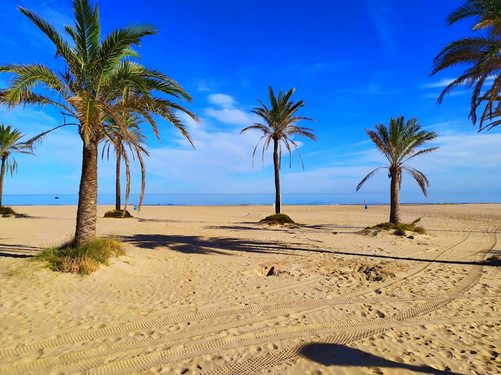 a sandy beach with palm trees and a blue sky