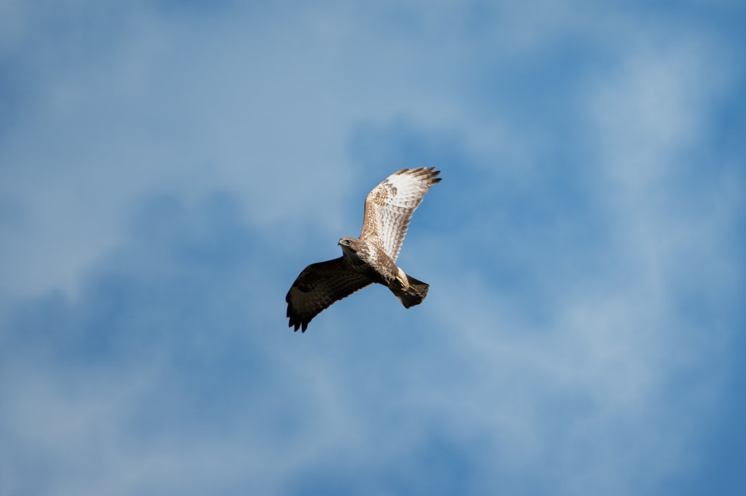 Eagle Photography