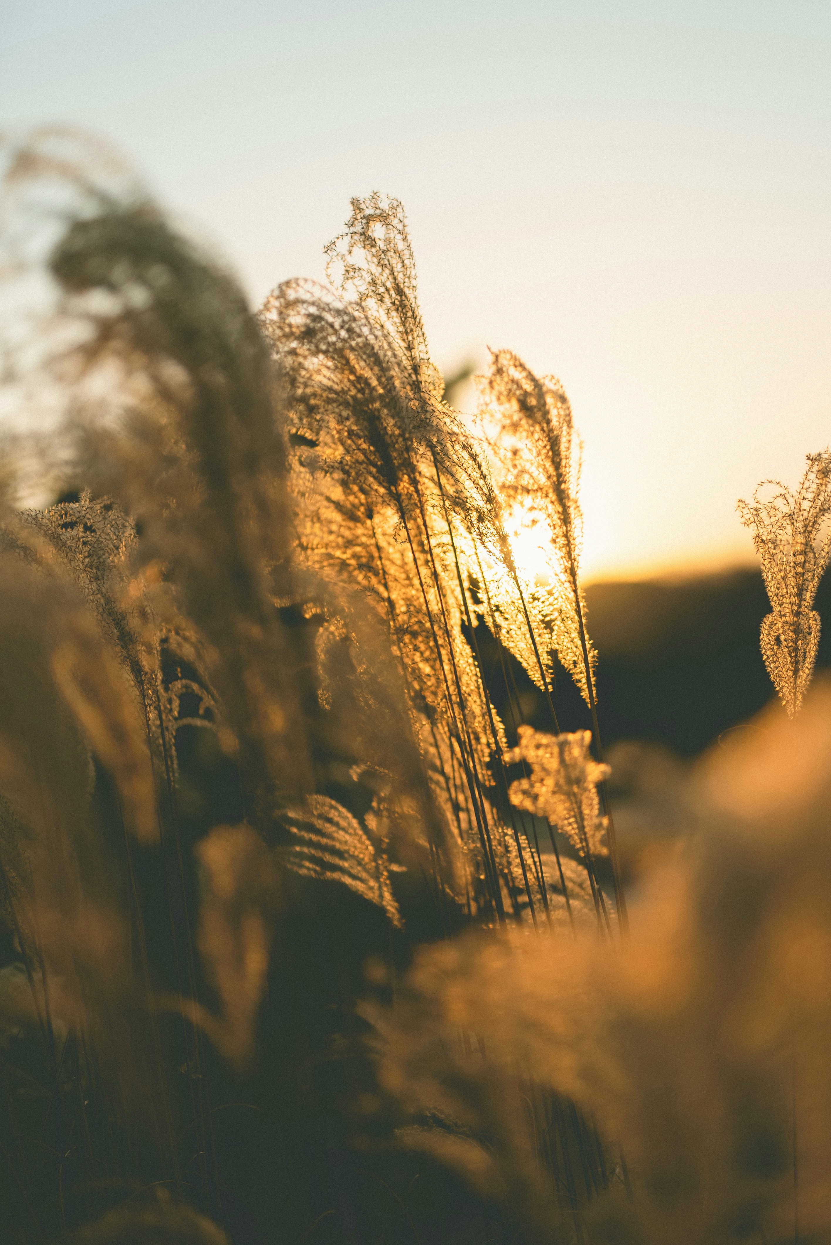 A field of tall grass with the sun setting in the background photo ...