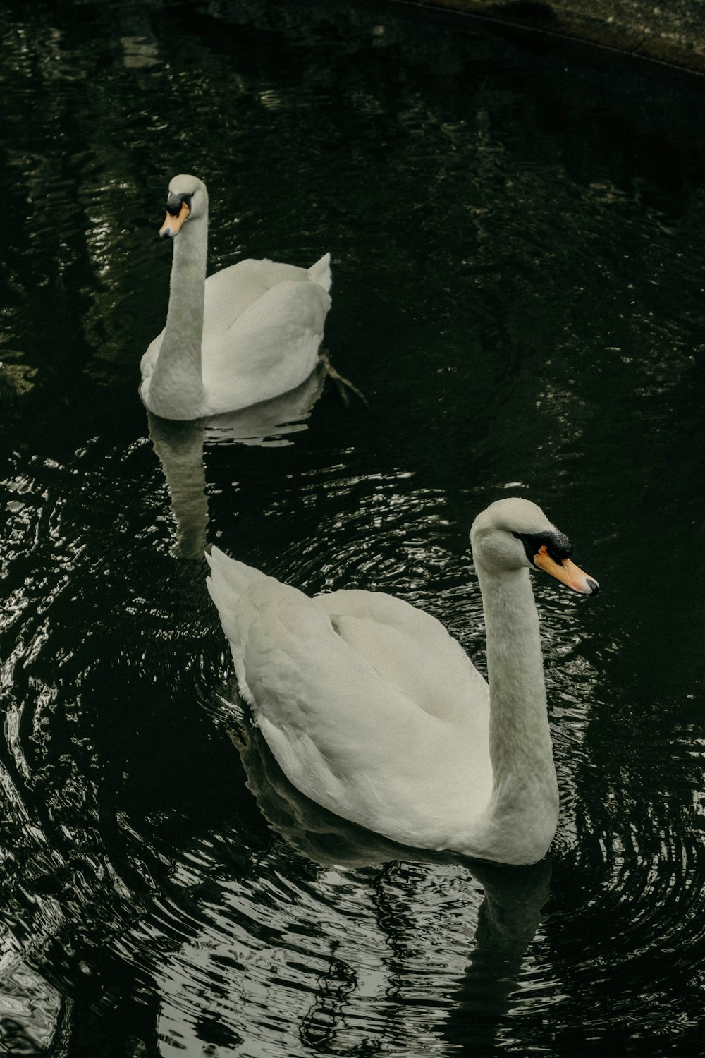 three white swans swimming in a pond