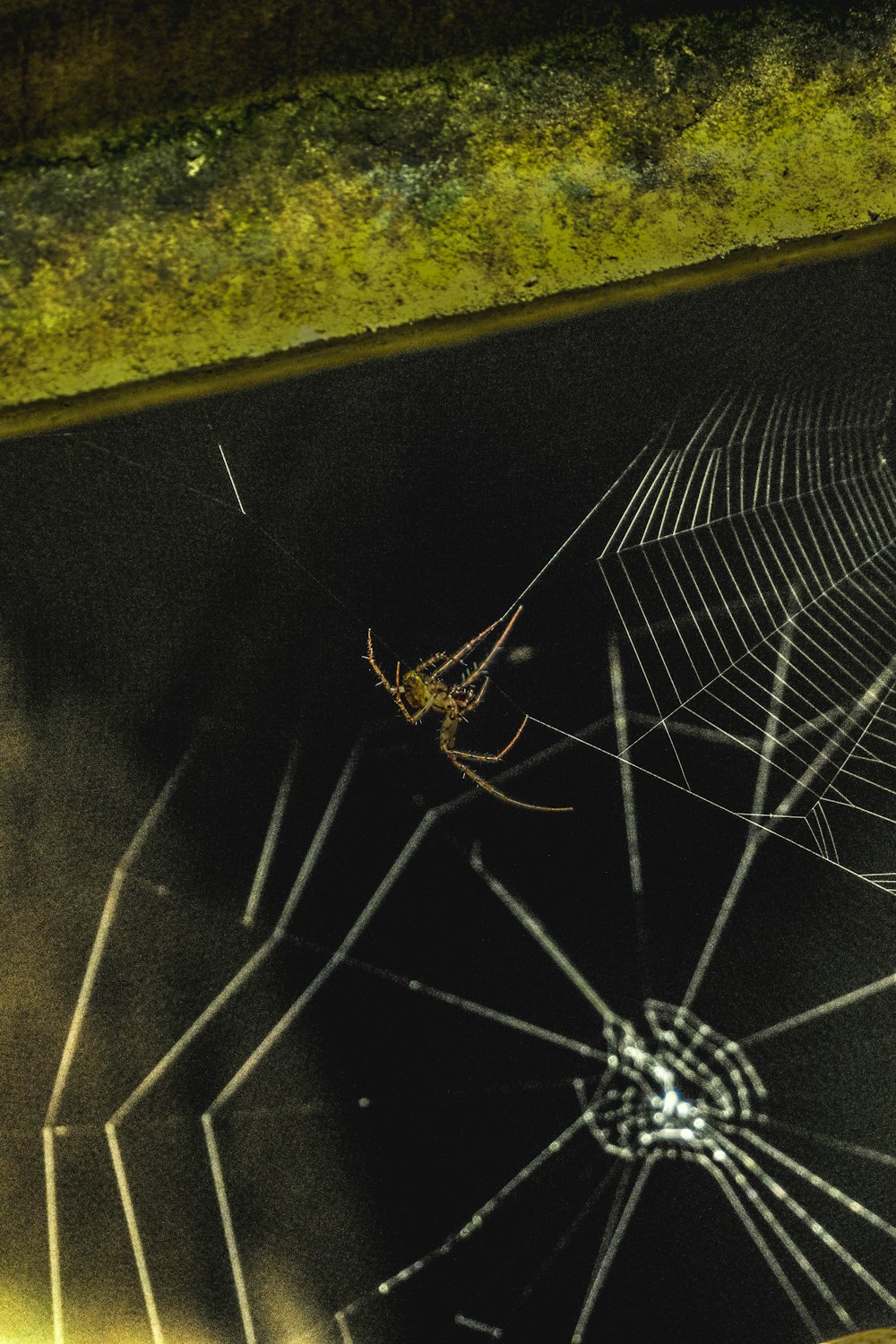 Eine Spinne sitzt auf einem Netz mitten auf einer Straße