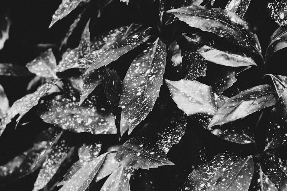 Fotografia in bianco e nero di foglie con goccioline d'acqua