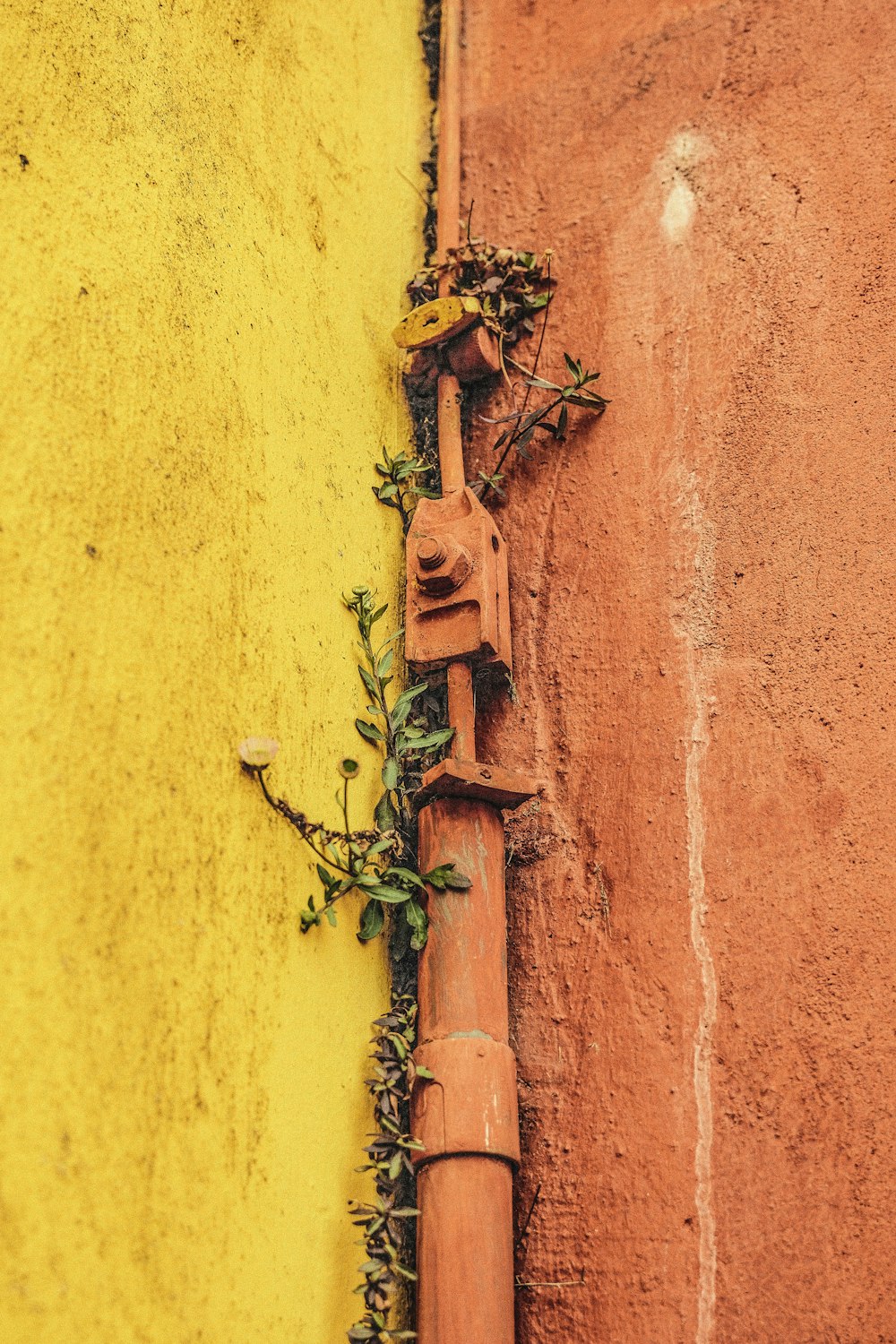 a plant growing on the side of a building