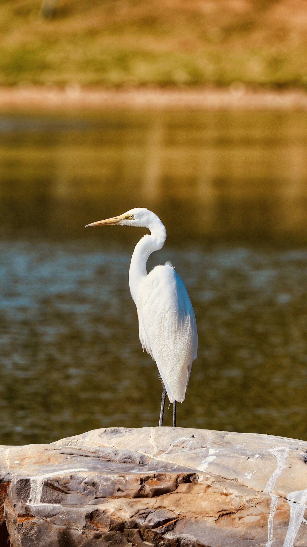 a white bird is standing on a rock by the water