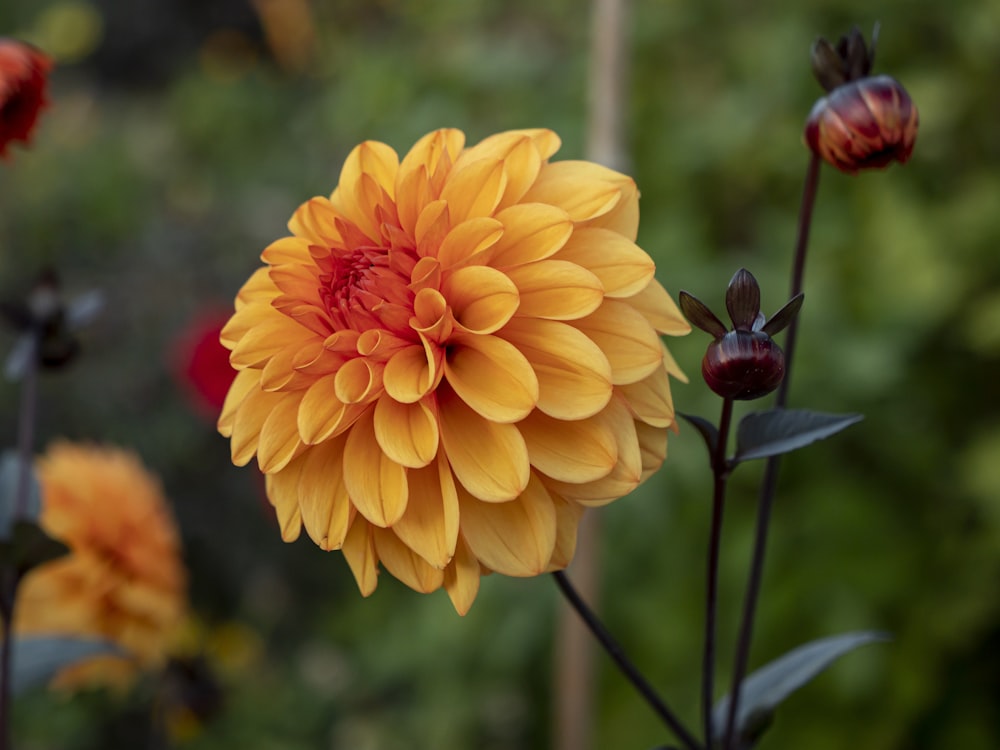 a close up of a yellow and red flower