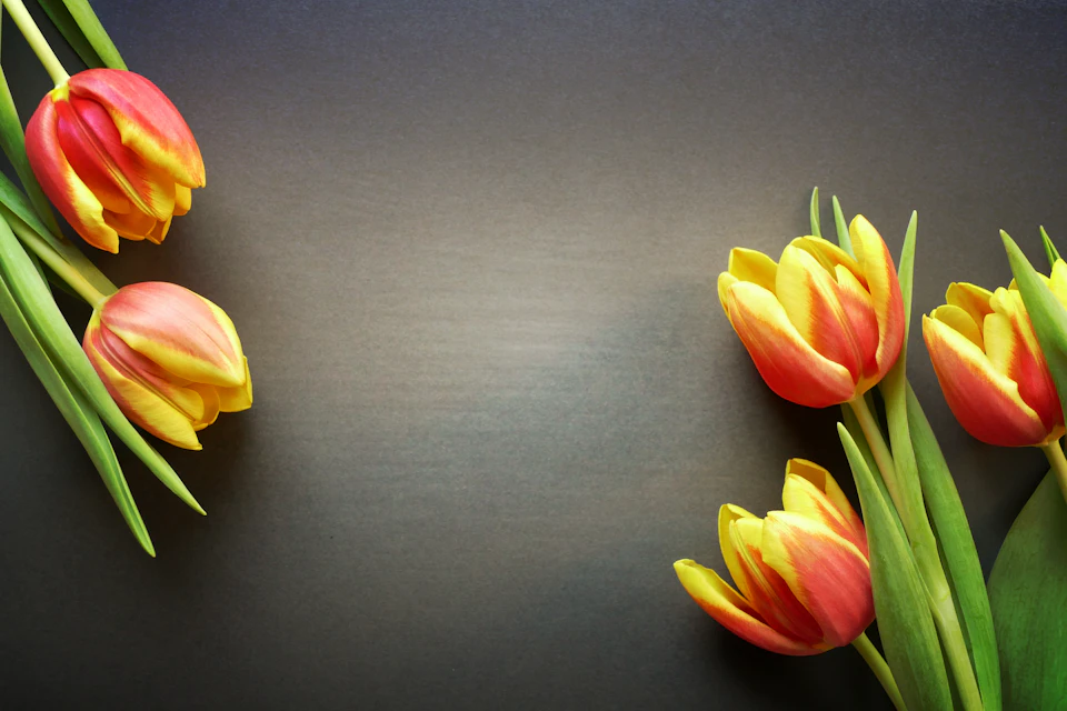 Four colorful tulips in a square formation on a dark gray background