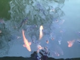 A school of fish swimming near the surface of a pond with clear, light green water. The fish are mostly dark, with one prominent orange and a couple of lighter-colored ones standing out. Many are opening their mouths as if waiting to be fed.