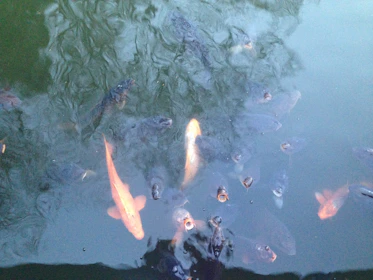 Close-up of a fish farm pond with healthy fish swimming near the surface.