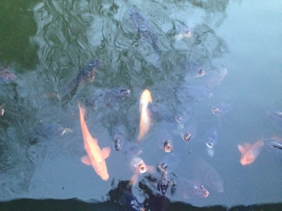 A school of fish swimming near the surface of a pond with clear, light green water. The fish are mostly dark, with one prominent orange and a couple of lighter-colored ones standing out. Many are opening their mouths as if waiting to be fed.