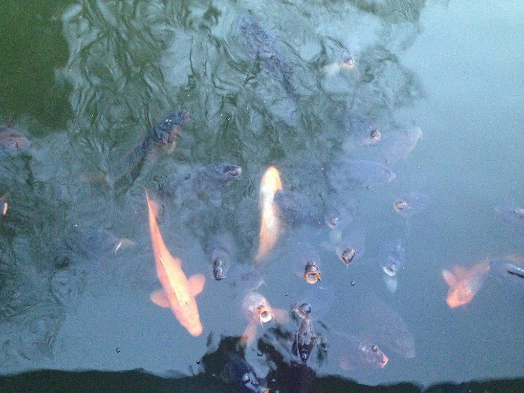 Aquaculture Nutrition Mix