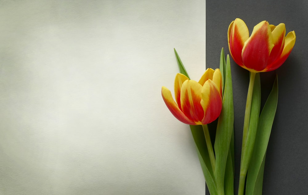 two red and yellow tulips on a gray and white background