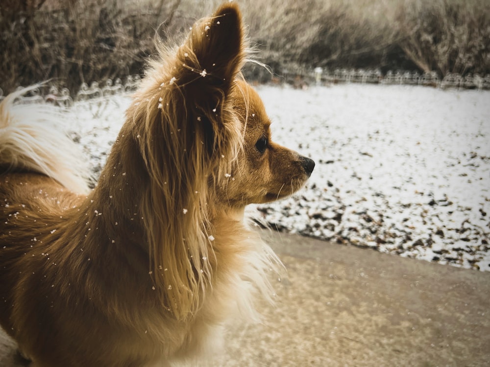 a brown and white dog standing on top of a snow covered ground