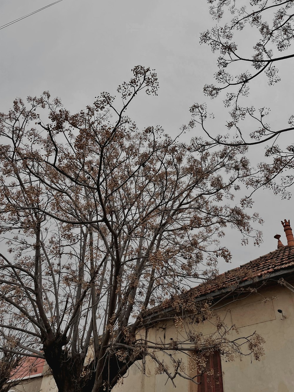 a tree with no leaves in front of a building