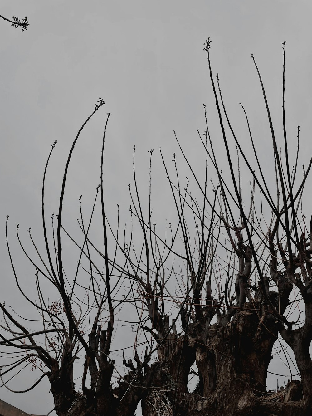 a black and white photo of a tree with no leaves