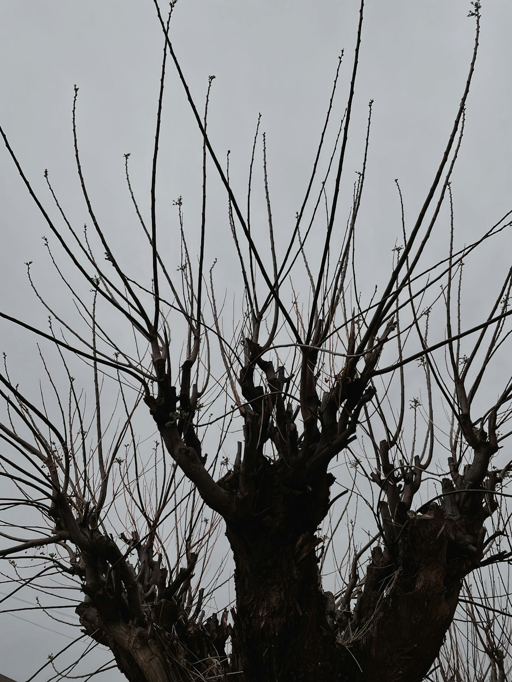 a bird sitting on top of a tree branch