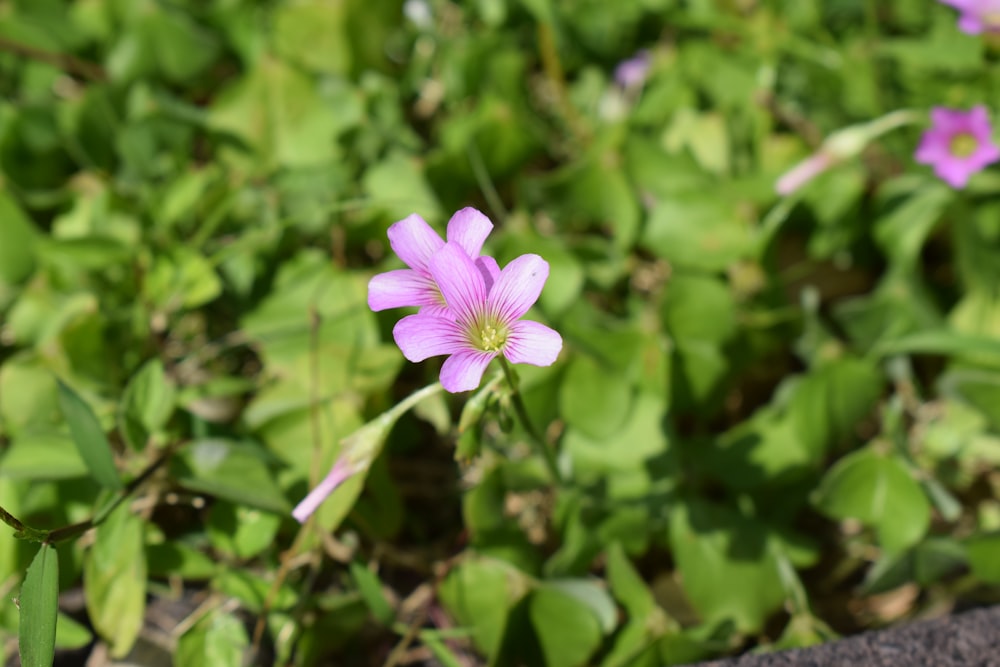 a pink flower is growing in a patch of grass