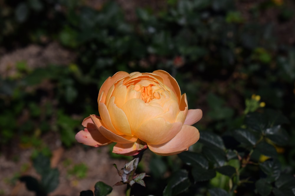 a close up of a flower on a plant