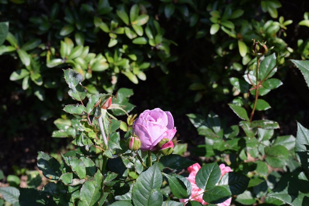 a pink rose is blooming in a garden