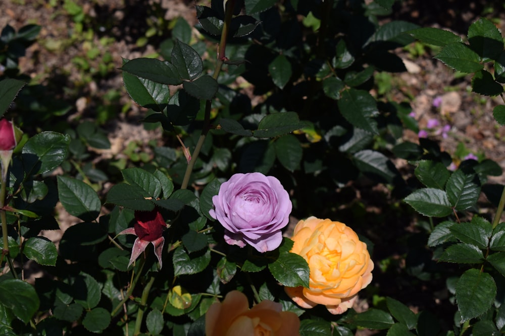 three different colored roses growing in a garden