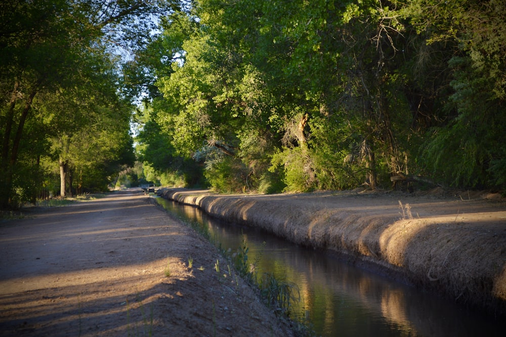 a river running through a lush green forest