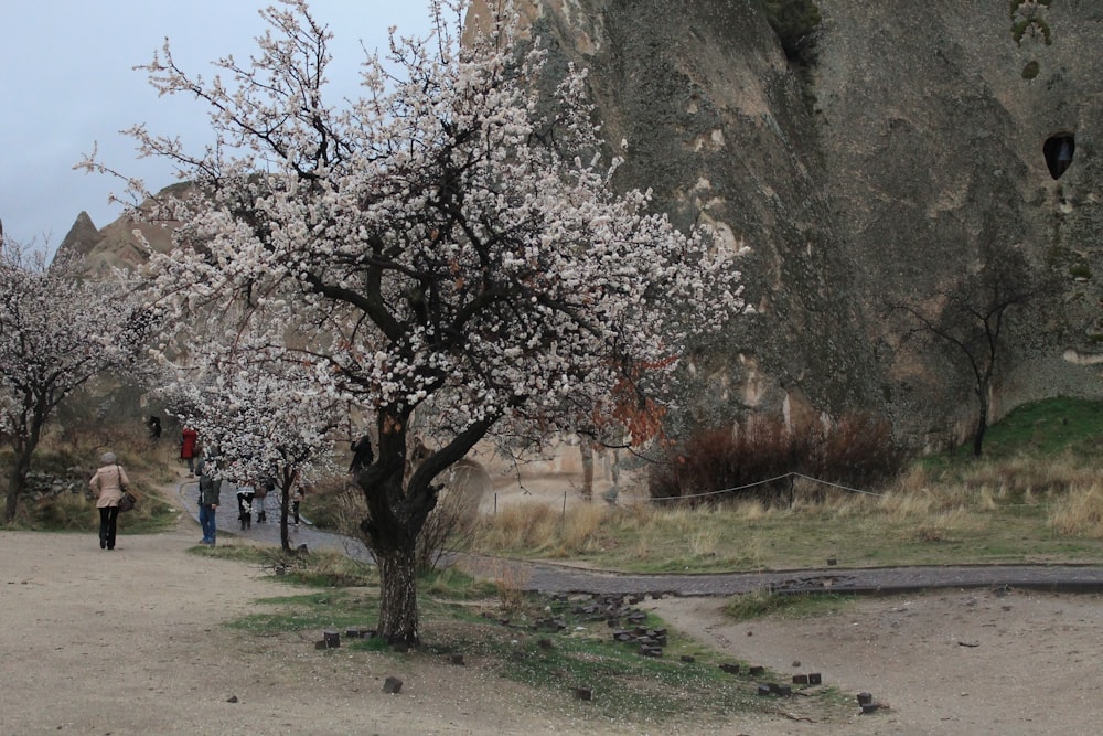 a group of people walking down a dirt road next to a tree