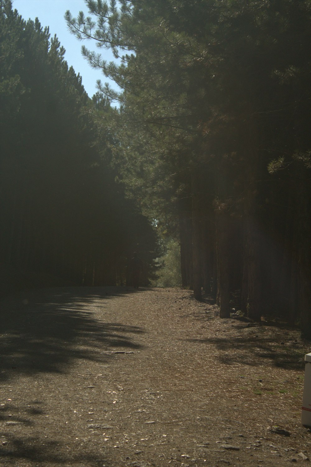 a dirt road surrounded by trees and grass