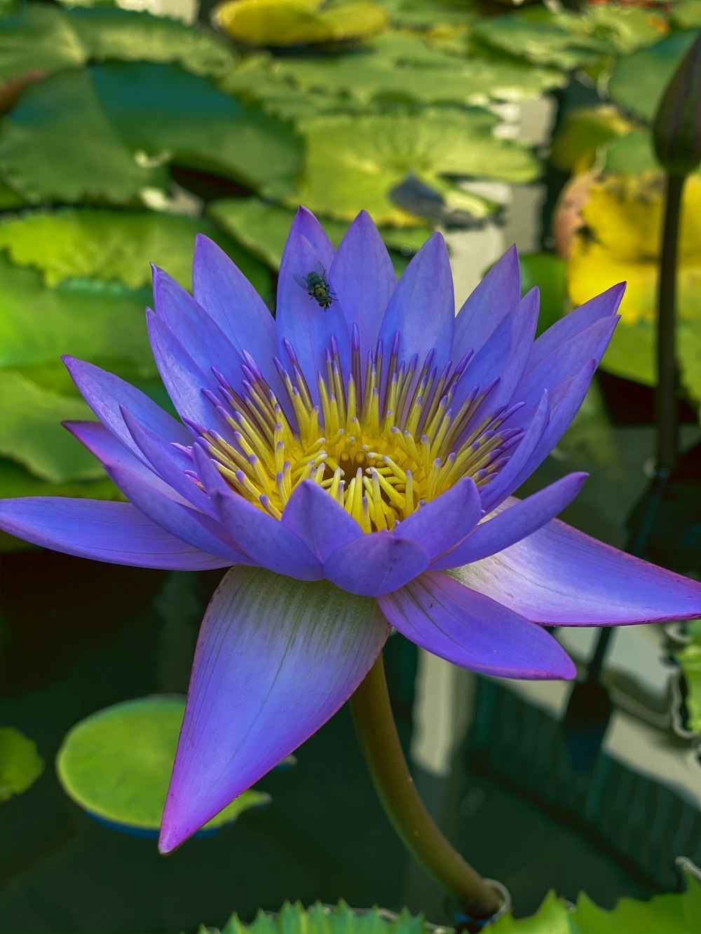 a purple water lily in a pond with lily pads