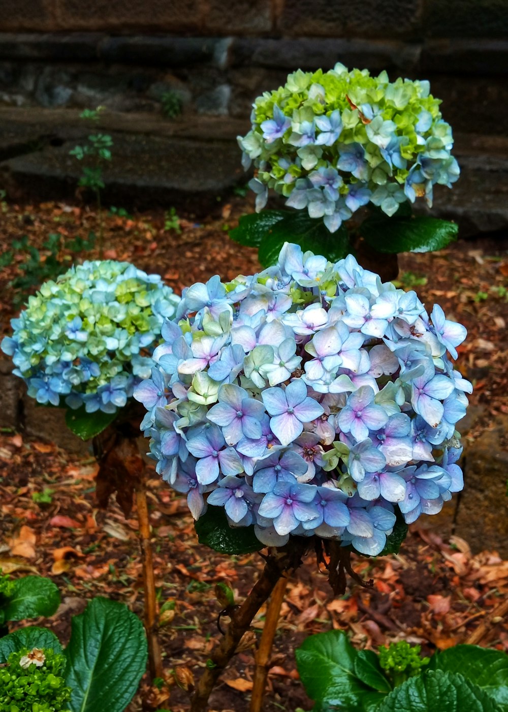 three blue and green flowers in a garden